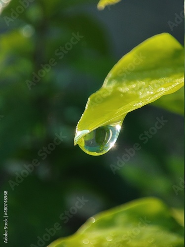 Morning dew is sparkling in the sunshine and about to fall from the juicy lush green leaf.