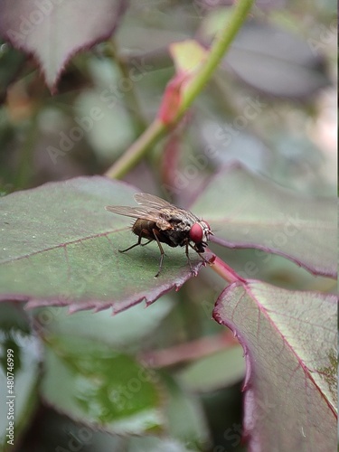 House Fly Resting on a Leaf