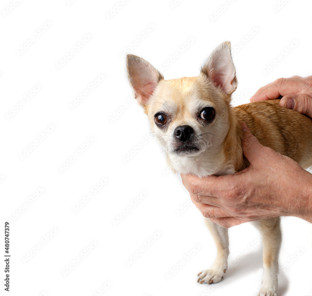 Chihuahua dog photography on a white background