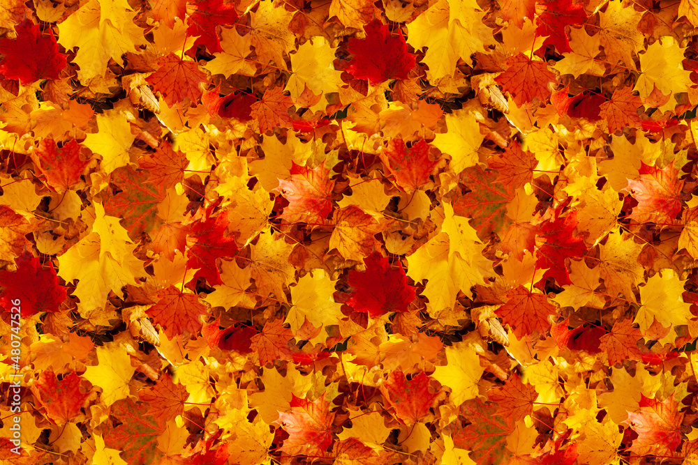 Autumn maple leaves. Seamless background of fallen autumn yellow-orange and red maple leaves.
