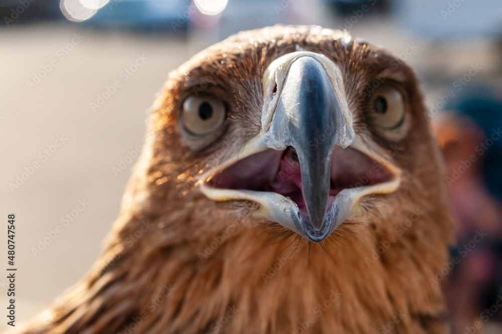 Fototapeta premium Steppe Golden Eagle. Head of an eagle golden eagle in full face close-up, selective focus.