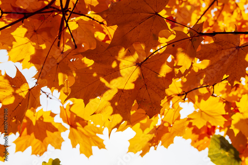 Yellow-orange maple leaves in the crown of a tree, view from below. Autumn maple leaves.