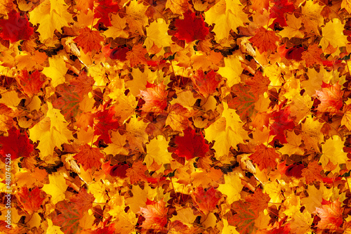 Autumn maple leaves. Seamless background of fallen autumn yellow-orange and red maple leaves.
