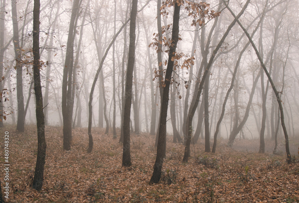 Tall trees in a foggy forest