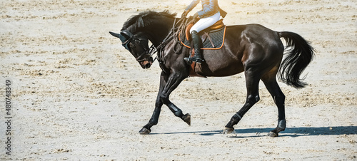 Rider and horse in jumping show. Beautiful girl on sorrel horse in jumping show, equestrian sports. Light-brown horse and girl in uniform going to jump. Horizontal web header or banner design.