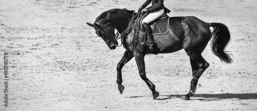 Rider and horse in jumping show, black and white. Beautiful girl on horse, monochrome, equestrian sports. Horse and girl in uniform going to jump. Horizontal web header or banner design.