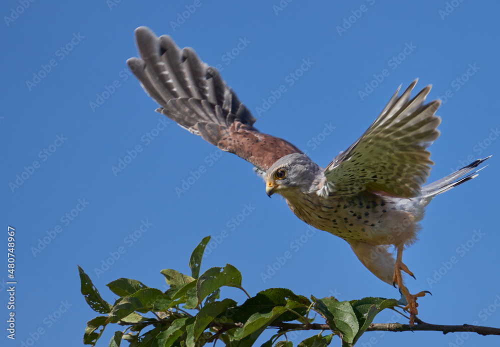 Fototapeta premium Der Turmfalke (Falco tinnunculus)