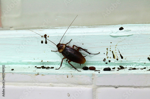 Cockroaches with eggs and feces Dirty and nasty, bringing germs into the house.