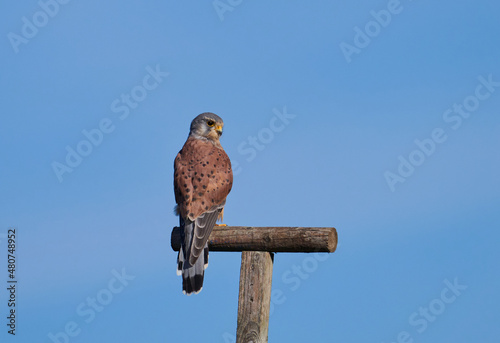 Der Turmfalke (Falco tinnunculus) photo