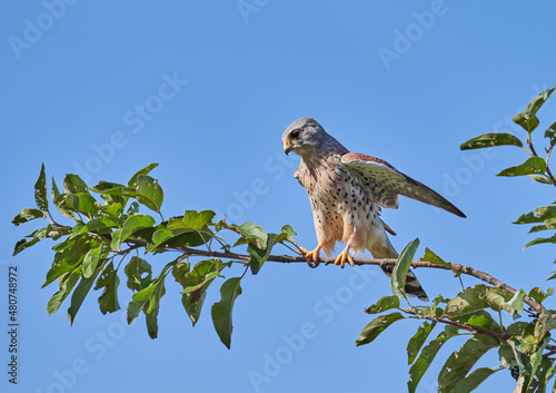 Der Turmfalke (Falco tinnunculus) photo