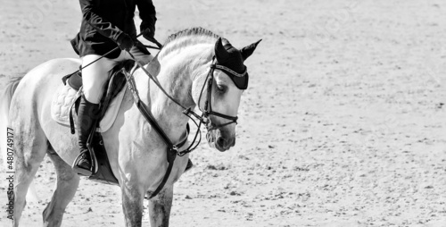 Horse and rider in uniform, black and white. Beautiful white horse portrait during Equestrian sport show jumping competition. Horizontal monochrome web header or banner design, copy space.