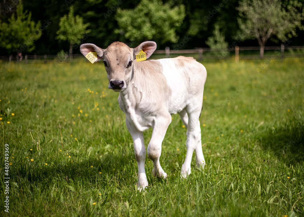 Fototapeta premium calf in a field