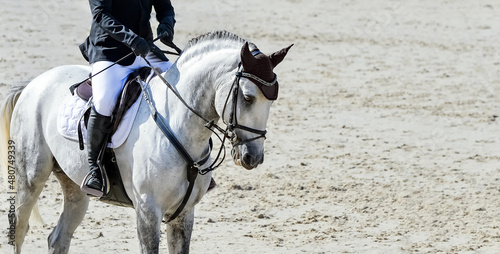 Horse and rider in uniform performing jump at Equestrian sport show jumping competition. Beautiful white horse portrait during tournament, Equestrian sport background, copy space.
