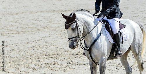 Horse and rider in uniform performing jump at Equestrian sport show jumping competition. Beautiful white horse portrait during tournament, Equestrian sport background, copy space.