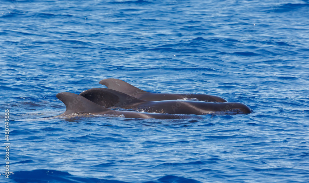 Naklejka premium Pilot whales in Atlantic Ocean Spain