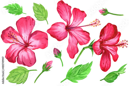 Hibiscus set  isolated white background  watercolor illustration  Pink flower
