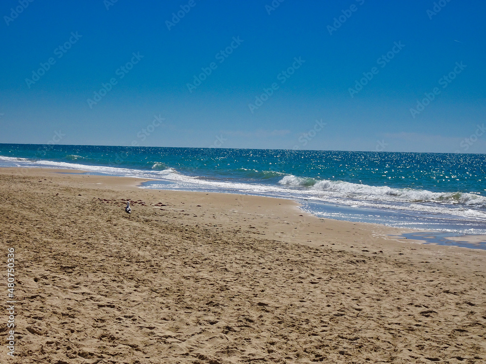 Eine Möwe am Strand von Cadiz Eine Möwe am Strand von Cadiz