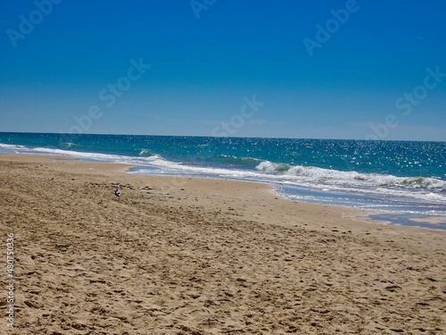 Eine M  we am Strand von Cadiz
