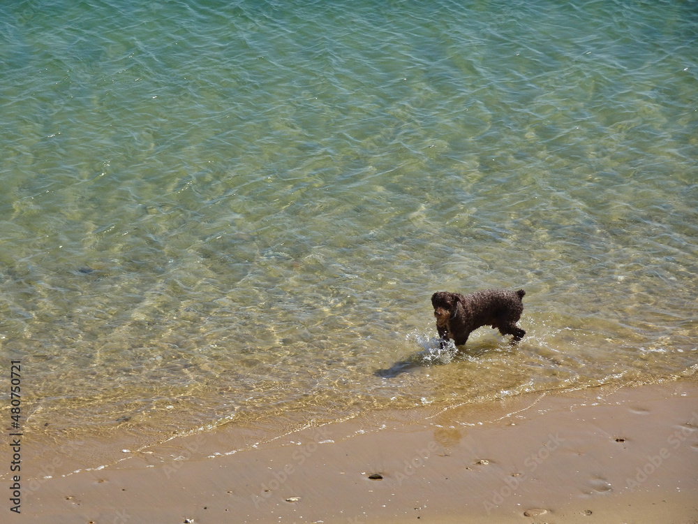 Cadiz - ein Hund spielt im Wasser