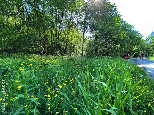 Fototapeta Naklejka Na Ścianę i Meble -  Long grass, and wild yellow flowers on, Goit Stock Lane, Bingley, UK Derek Oldfield by Derek Oldfield