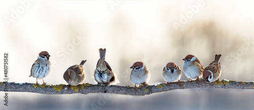 Canvas Print flock of funny little birds sparrows are sitting on a branch in the garden and c