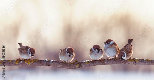 flock of funny little birds sparrows are sitting on a branch in the garden and c Fototapet