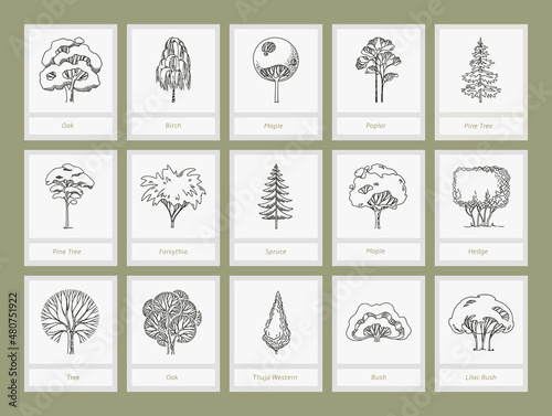 Side view, set of graphics trees elements outline symbol for architecture and landscape design drawing. Natural icon.