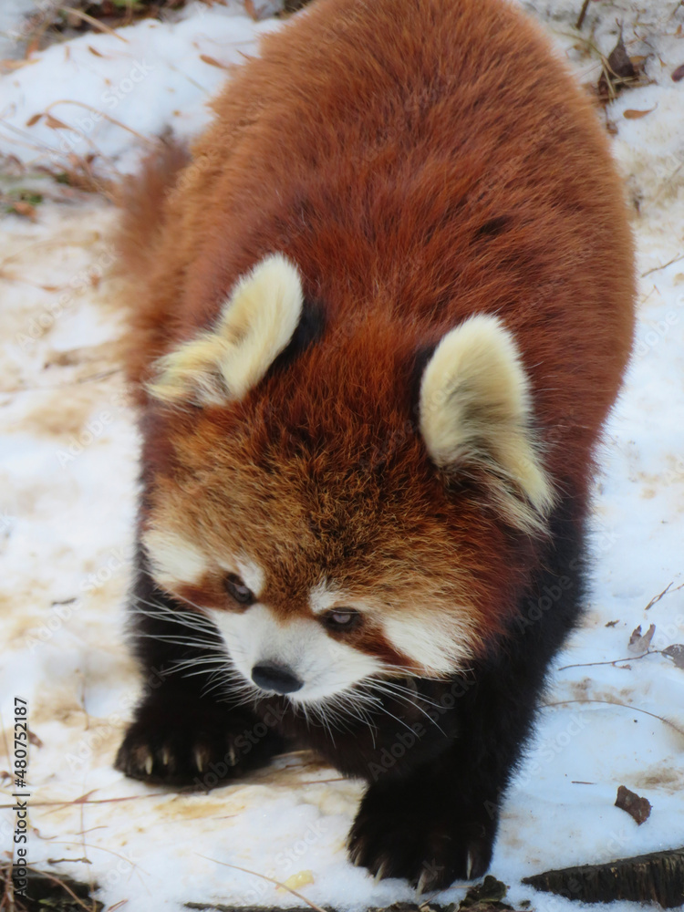 Fototapeta premium red panda in zoo