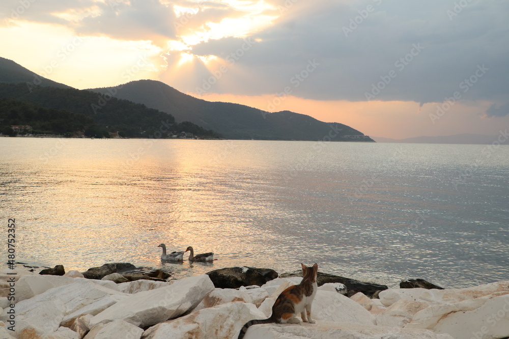 Naklejka premium Birds pair swimming in the sea during sunset