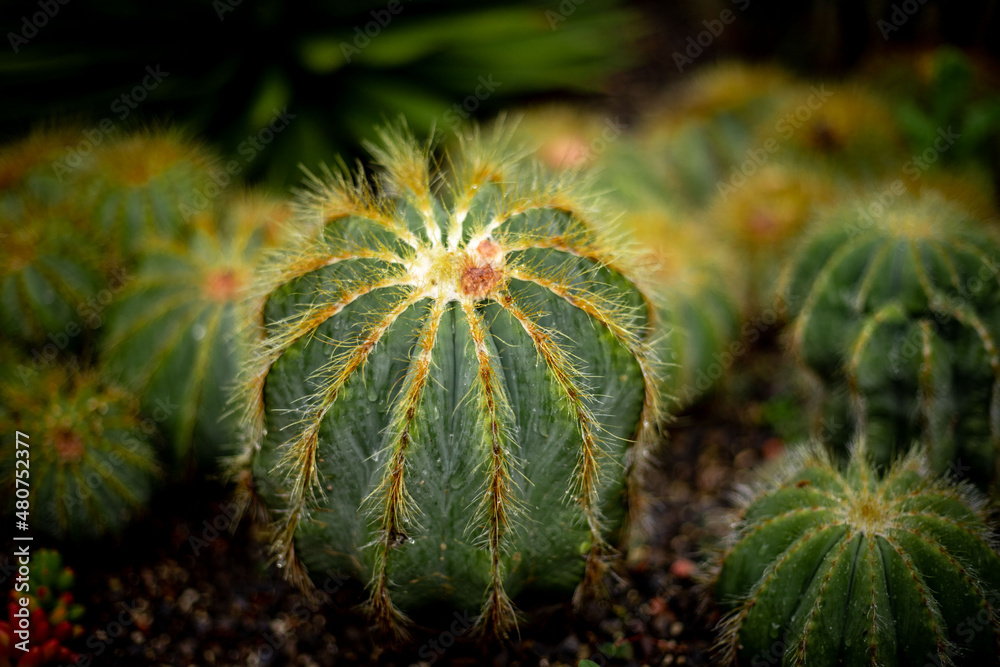 cactus in the garden cactus in the garden