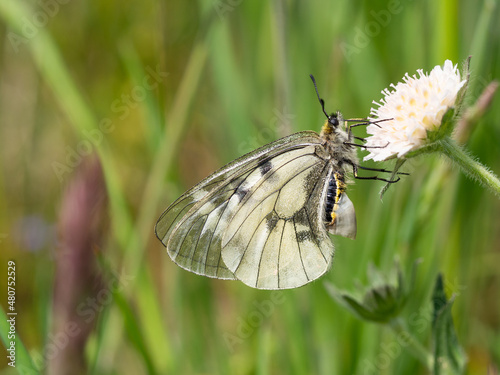 Clouded Apollo (Parnassius mnemosyne)female butterfly with sphargis in a meadow