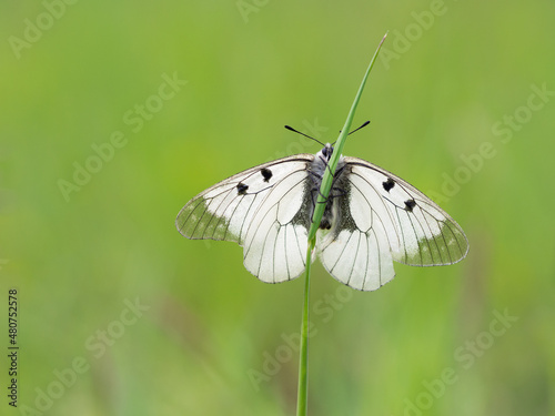 Clouded Apollo (Parnassius mnemosyne) butterfly in a meadow