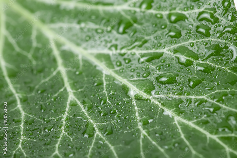 Large beautiful drops of transparent rain water on a green leaf macro. Drops of dew in the morning glow in the sun. Beautiful leaf texture in nature. Natural background. Large beautiful drops of transparent rain water on a green leaf macro. Drops of dew in the morning glow in the sun. Beautiful leaf texture in nature. Natural background.