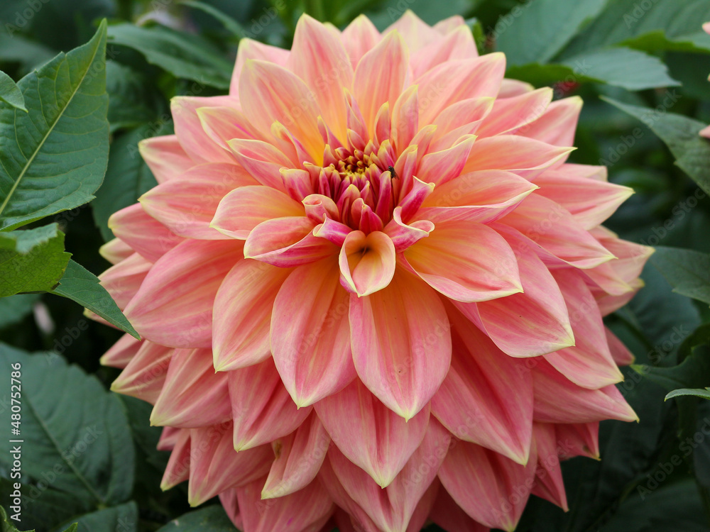 Obraz premium ピンクのダリア