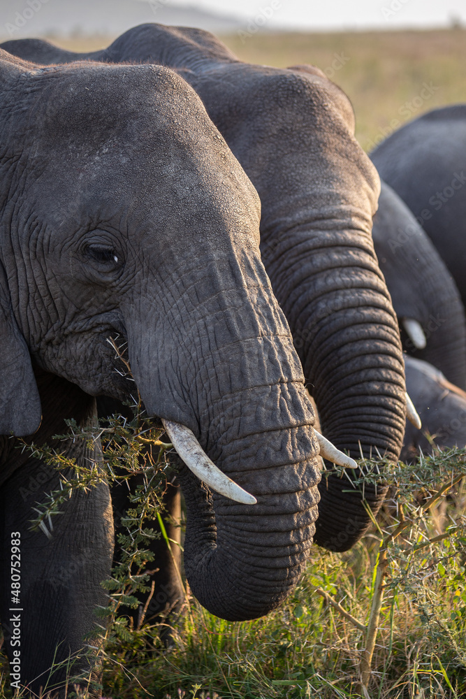 Obraz premium African Elephant
