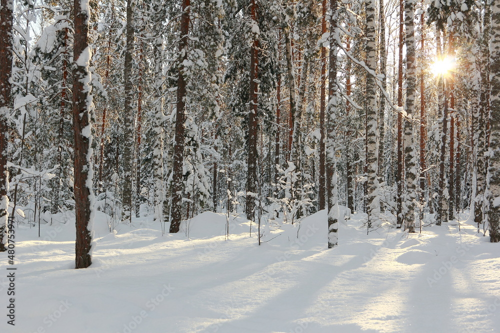 Fototapeta premium Winter frosty forest in Russia. 