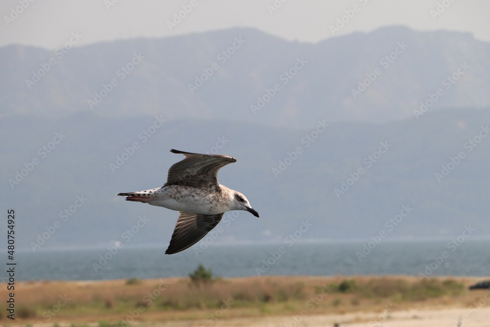 Seagull gliding on a clear summer sky Seagull gliding on a clear summer sky