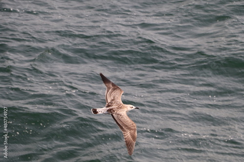 Seagull gliding on a clear summer sky © Alex