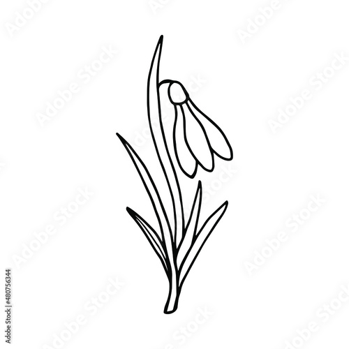 Spring flower Snowdrop. Vector stock illustration eps10. Isolate on white background  outline  hand drawing.