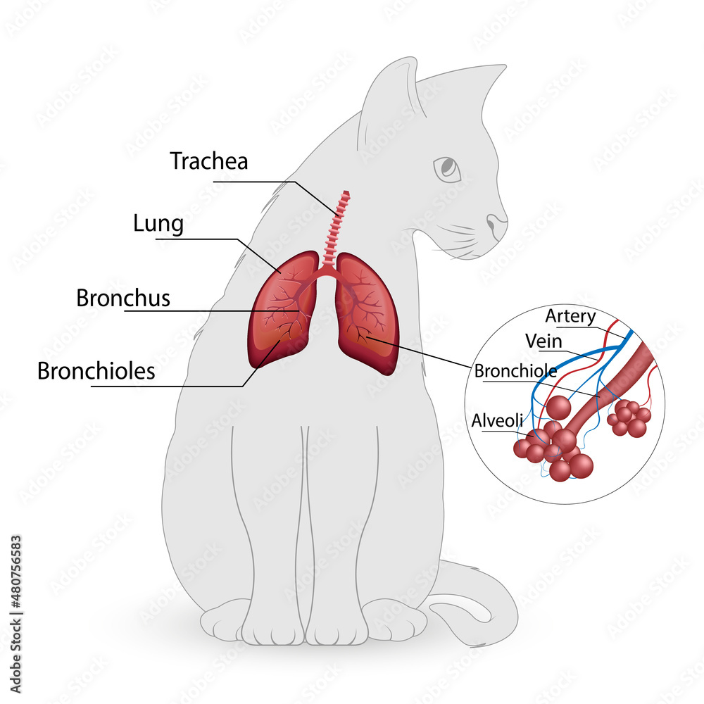 cat respiratory system vector, alveoli - obrazy, fototapety, plakaty 