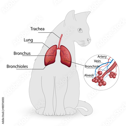 cat respiratory system vector, alveoli photo