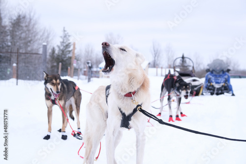 Alaskan Husky dog sled winter season sport
