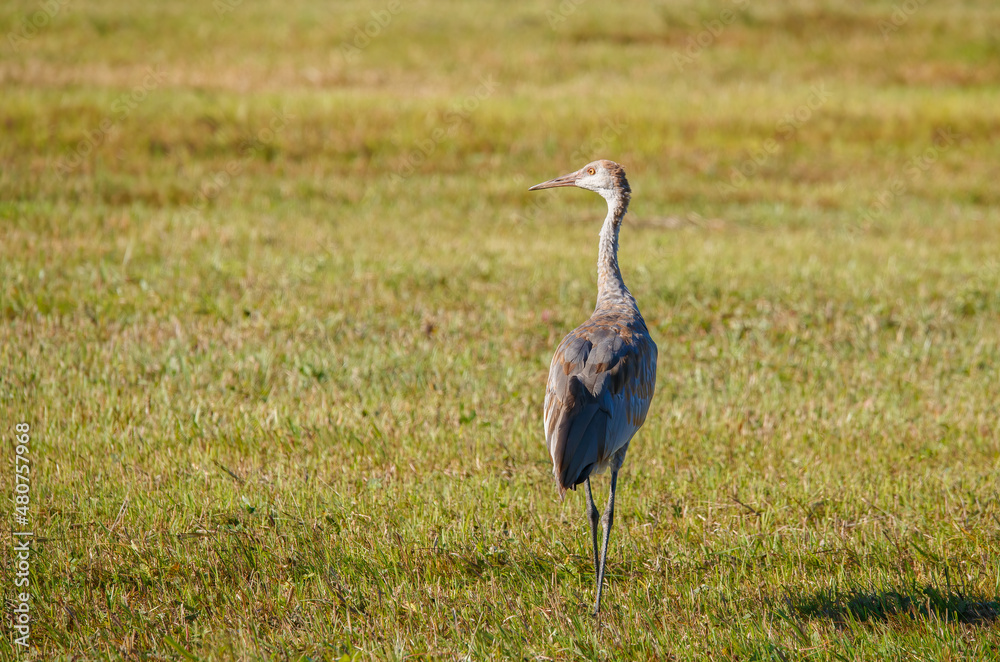 Fototapeta premium Sandhill cranes migration in field 