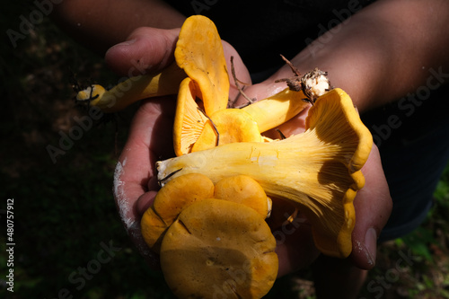 Chanterelle mushroom foraging in the forest