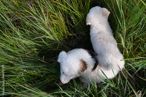 White puppies in tall green grass from above on a summer day