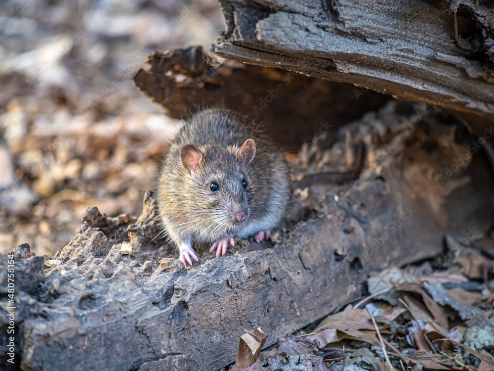 brown rat ,Rattus norvegicus,common rat,