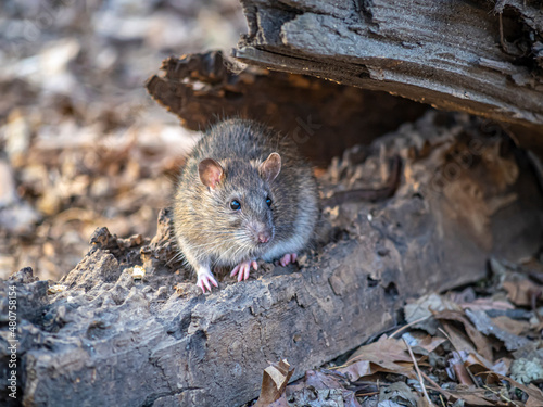 Obraz na płótnie brown rat ,Rattus norvegicus,common rat, w salonie