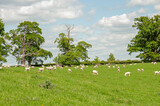 Sheep grazing in a summertime meadow.
