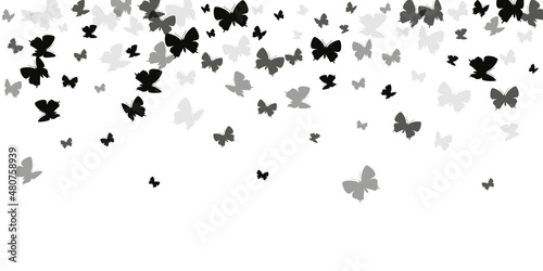 Tropical black butterflies flying vector wallpaper. Spring colorful insects. Fancy butterflies flying fantasy background. Sensitive wings moths patten. Fragile creatures.