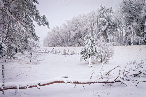 A winter day. Trees in the snow, snowdrifts. Fairytale forest.